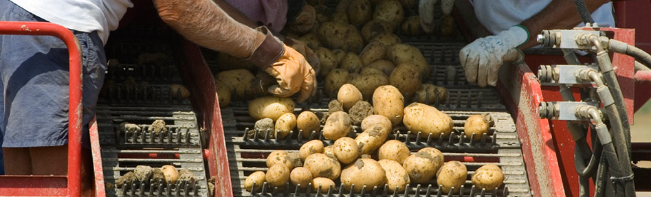 Bruwier Potatoes