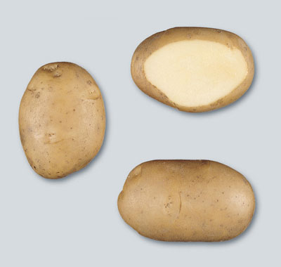 Kartoffel Anosta