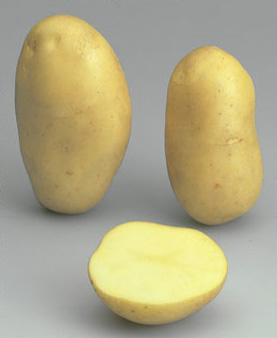 potato Estima