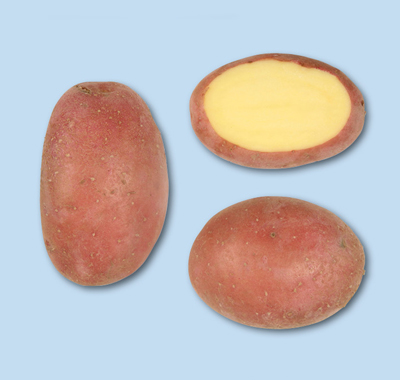 Kartoffel MANITOU