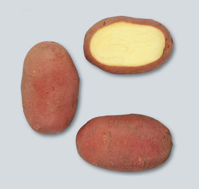 Kartoffel Red scarlett