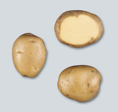 potato Sinora